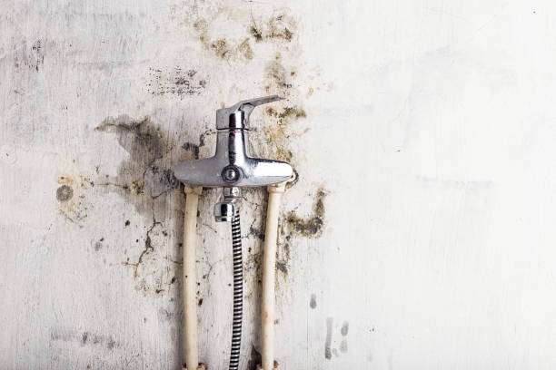 Best Best Mold Removal Companies  in Seminole, TX
