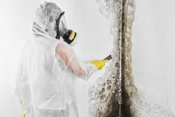 Best Black Mold Removal  in Seminole, TX