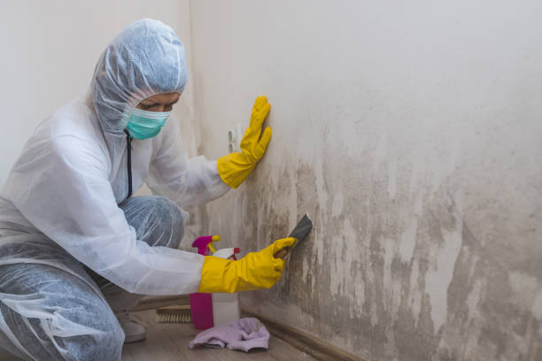 Best Professional Mold Removal  in Seminole, TX