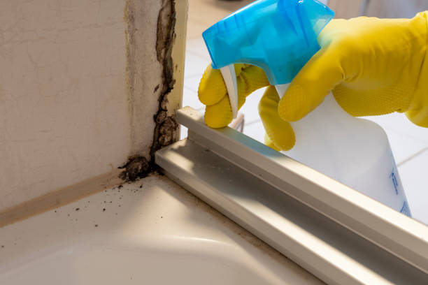 Best Toxic Mold Removal  in Seminole, TX