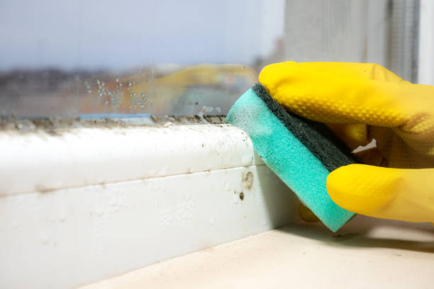 Best Crawl Space Mold Removal  in Seminole, TX