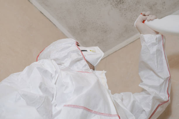 Best Commercial Mold Removal  in Seminole, TX