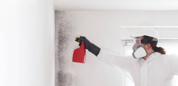 Best Affordable Mold Removal  in Seminole, TX