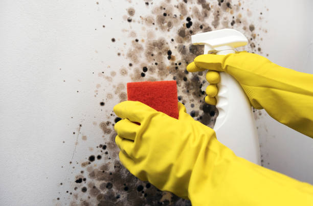 Best Commercial Mold Removal  in Seminole, TX
