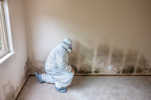 Reliable Seminole, TX Mold Removal Solutions