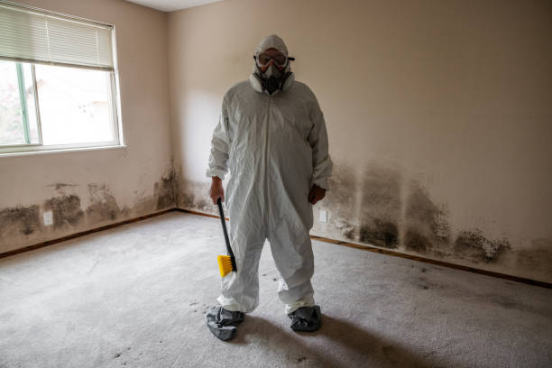 Best Attic Mold Removal  in Seminole, TX