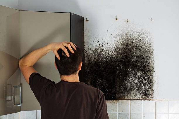 Best Mold Cleaning Services  in Seminole, TX
