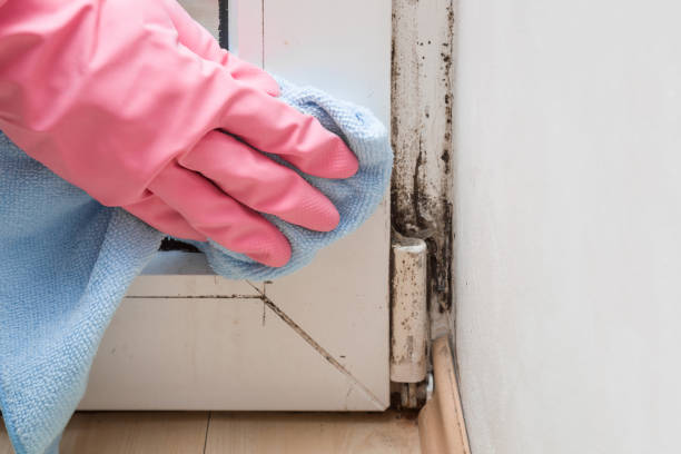 Best Affordable Mold Removal  in Seminole, TX