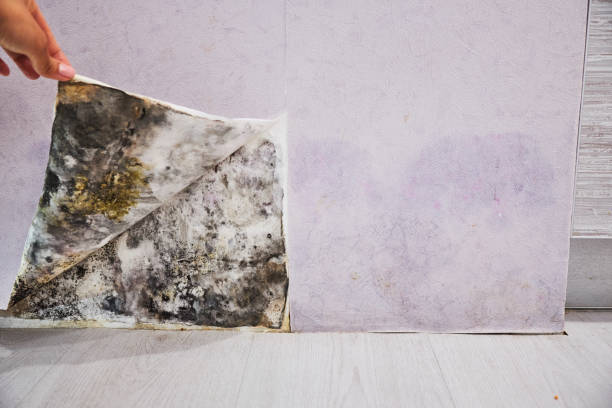 Trusted Seminole, TX Mold Removal Experts